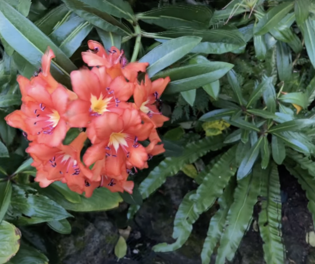 Quark: Real-time, High-resolution, and General Neural View Synthesis